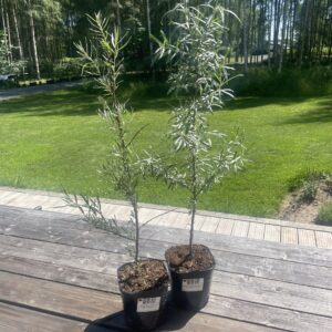 Komplekteeri ise: Harilik astelpaju 'Maria + Lord'