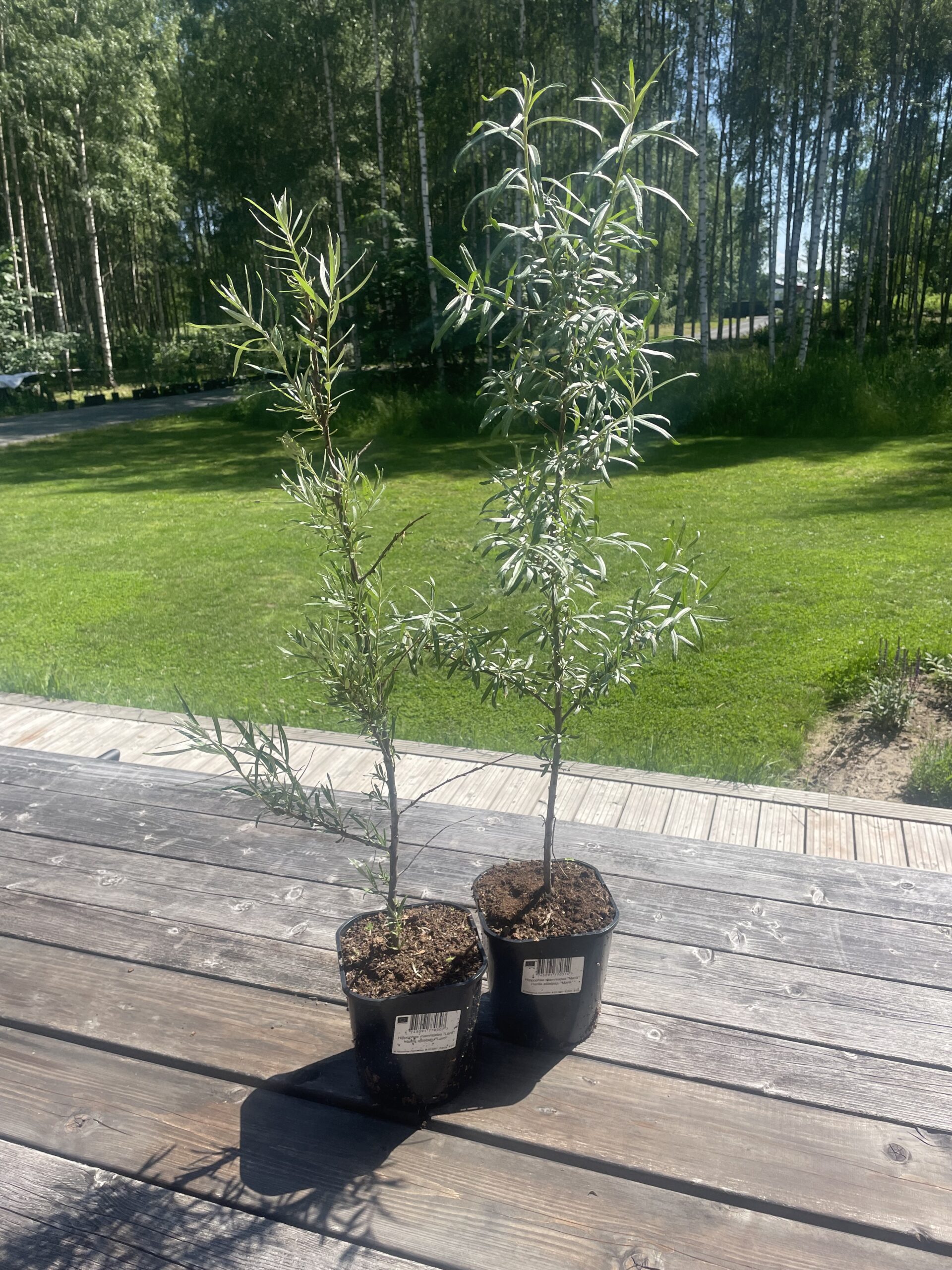 Komplekteeri ise: Harilik astelpaju 'Maria + Lord'