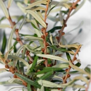 Harilik astelpaju 'Lord'