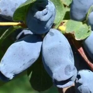 Söödav kuslapuu 'Aurora'