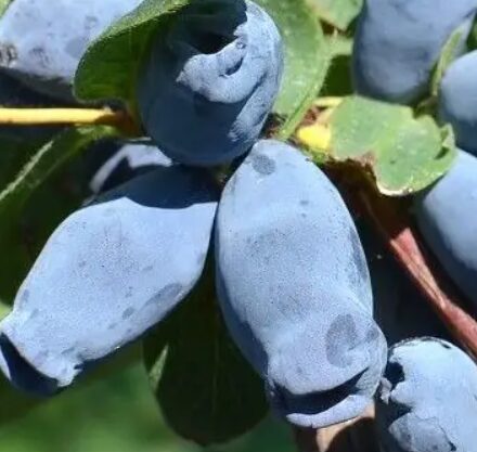 Söödav kuslapuu 'Aurora'