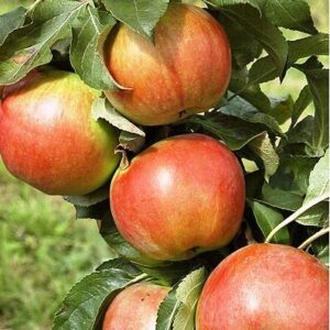 Sammasõunapuu 'Baiba'