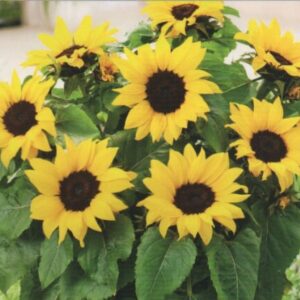 Harilik päevalill 'Baver'