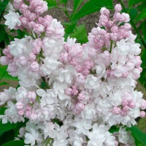 Harilik sirel 'Krasavica Moskvy'