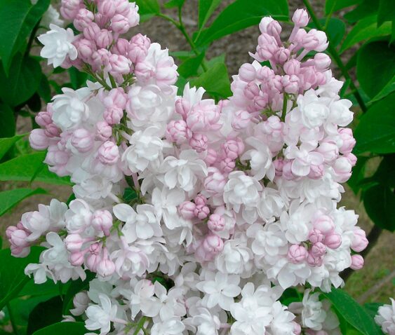 Harilik sirel 'Krasavica Moskvy'