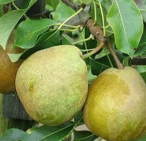 Harilik pirnipuu 'Pepi'