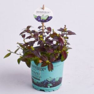 Ahtalehine mustikas 'Berry Bux'