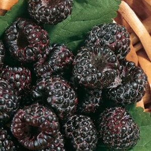 Aedvaarikas 'Black Jewel'