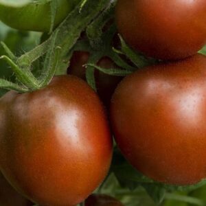 Tomat 'Black Prince' / 'Must Prints'