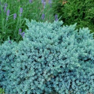 Kirju kadakas 'Blue Star'