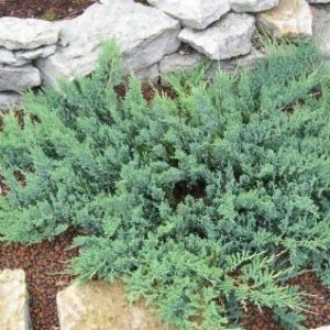 Roomav kadakas 'Blue Chip'