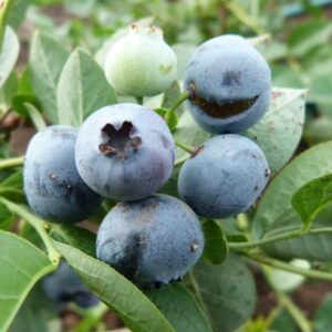 Kännasmustikas 'Bluegold'