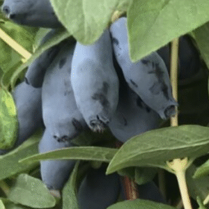 Söödav kuslapuu 'Boreal Blizzard'