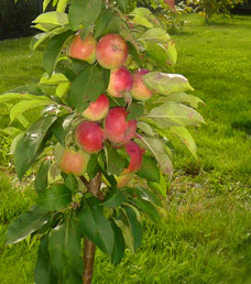 Sammasõunapuu 'Elina'