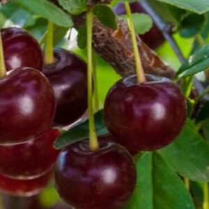 Kirsipuu 'Carmine Jewel'