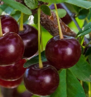 Kirsipuu 'Carmine Jewel'