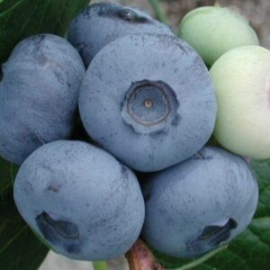 Kännasmustikas 'Chandler'