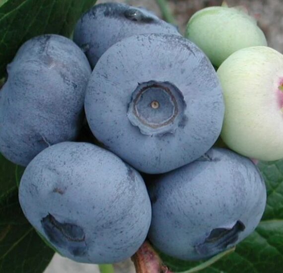 Kännasmustikas 'Chandler'