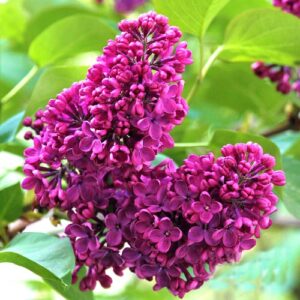 Harilik sirel 'Charles Joly'