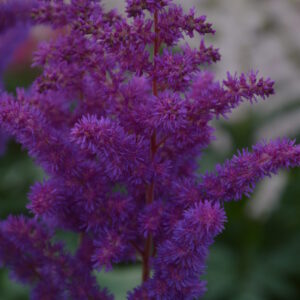 Hiina astilbe 'Black Pearls'