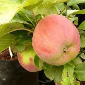 Sammasõunapuu 'Ciepa'