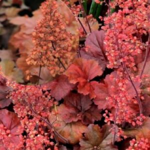 Helmikpööris 'Cherry Cola'