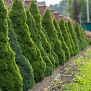 Kanada kuusk 'Conica'