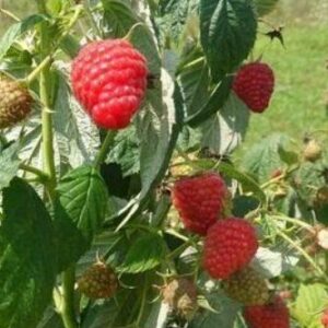 Aedvaarikas 'Delniwa'