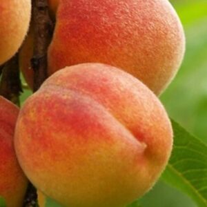 Harilik virsikupuu 'Dniepro'