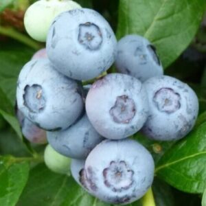 Kännasmustikas 'Duke'