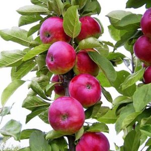 Sammasõunapuu 'Džin'