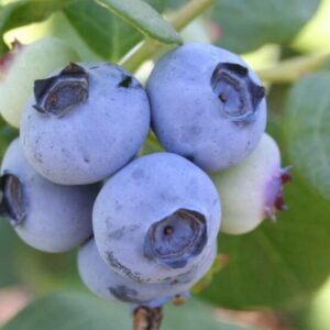 Kännasmustikas 'Earlyblue'