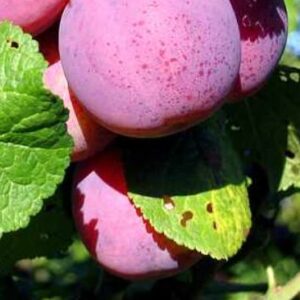 Aed-ploomipuu 'Edinburgh'