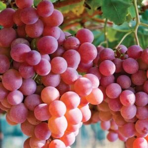 Viinapuu 'Einset Seedless' (seemnevaba)