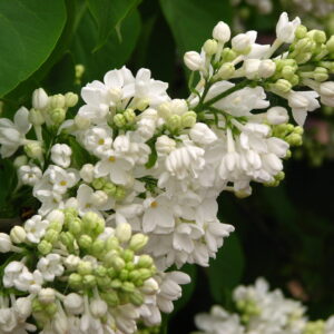 Harilik sirel 'Miss Ellen Willmott'