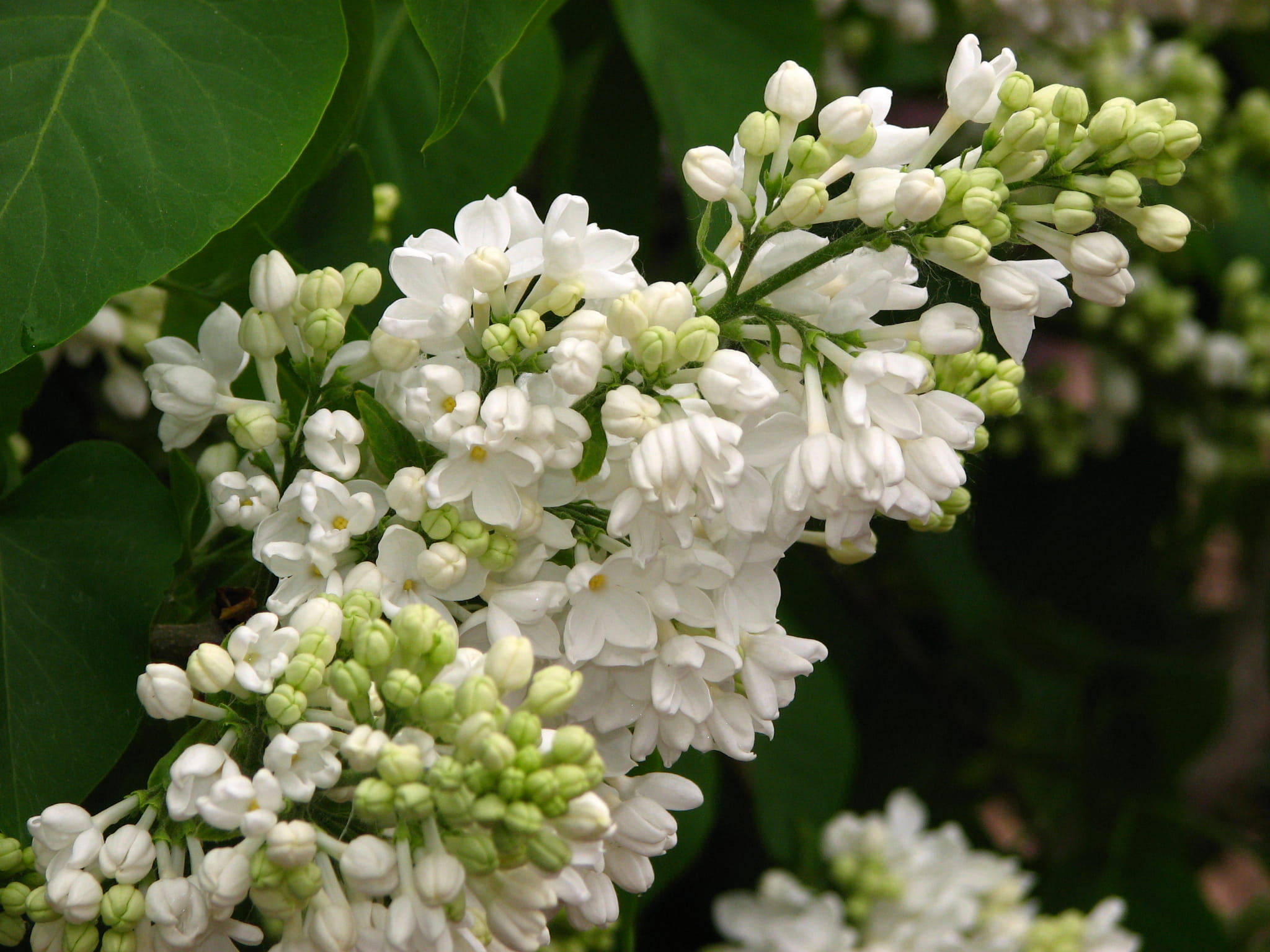 Harilik sirel 'Miss Ellen Willmott'