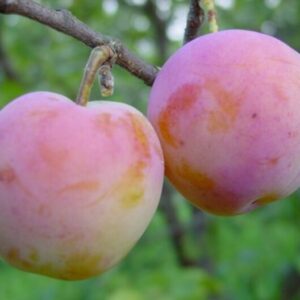 Aed-ploomipuu 'Emma Leppermann'