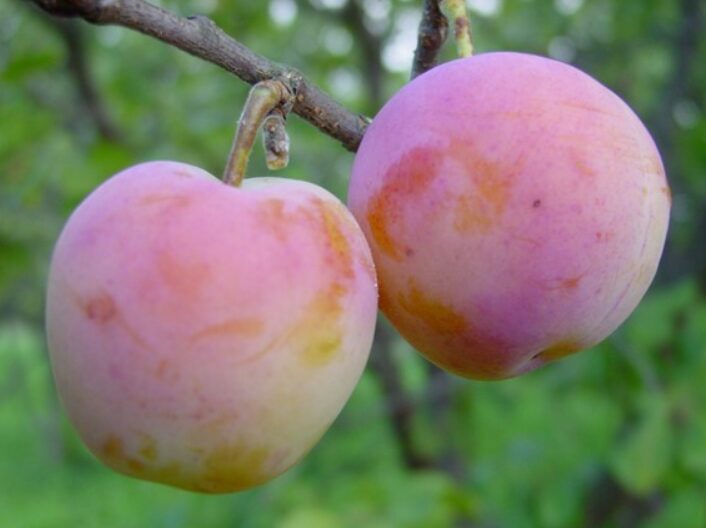 Aed-ploomipuu 'Emma Leppermann'