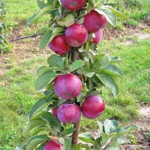 Sammasõunapuu 'Gatis'