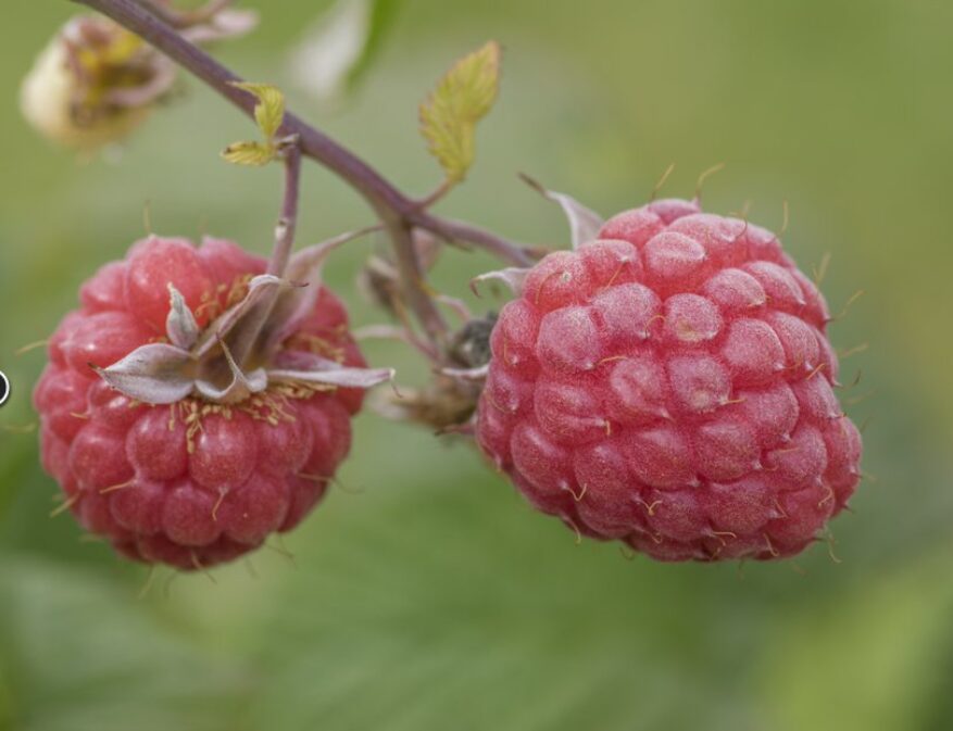 Aedvaarikas 'Glen Ample'