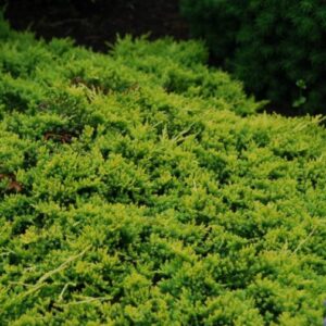 Roomav kadakas 'Golden Carpet'