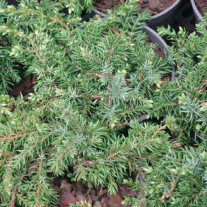 Harilik kadakas 'Green Carpet'