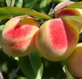 Harilik virsikupuu 'Harnas'