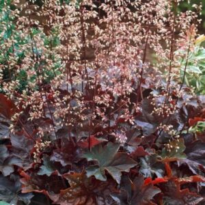 Väikeseõieline helmikpööris 'Palace Purple'