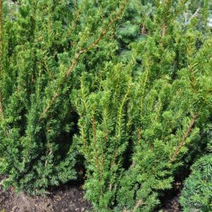 Värd-jugapuu 'Hillii'