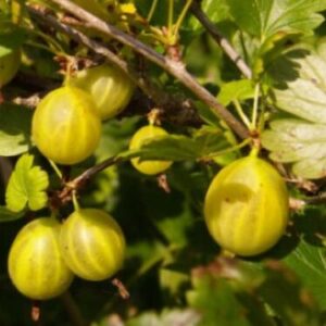 Aed-karusmari 'Hinnonmäe kollane'