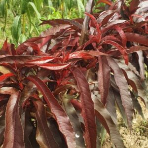 Harilik virsikupuu 'Honey Red'