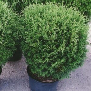 Harilik elupuu 'Hoseri'