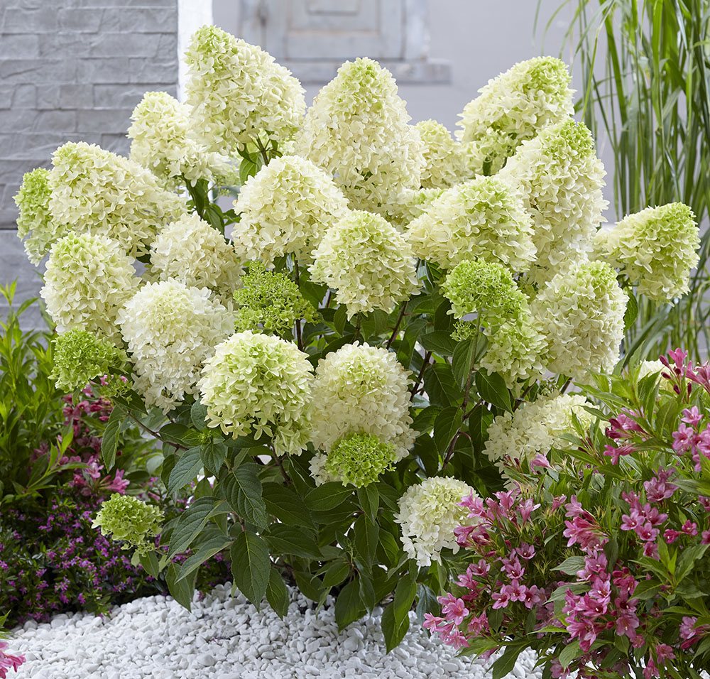 Aedhortensia 'Skyfall' - Image 2