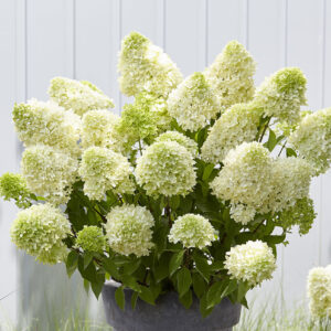 Aedhortensia 'Skyfall'